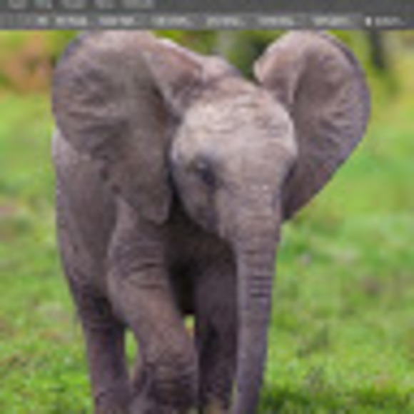 Meet your Posher, Sylvia - Picture 1 of 1